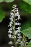 Foamflower